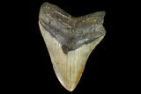Fossil Megalodon Tooth - North Carolina #109819-1